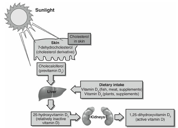 VITAMIN D2