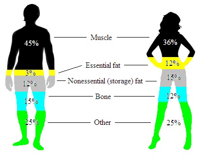 body composition