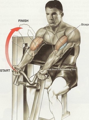best biceps workout 4
