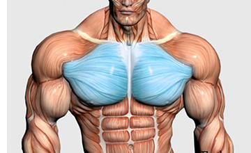 Chest1 765x510