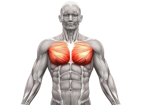 chest muscle