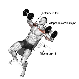incline dumbbell press