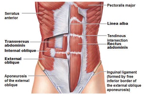 abdominal muscles anatomy