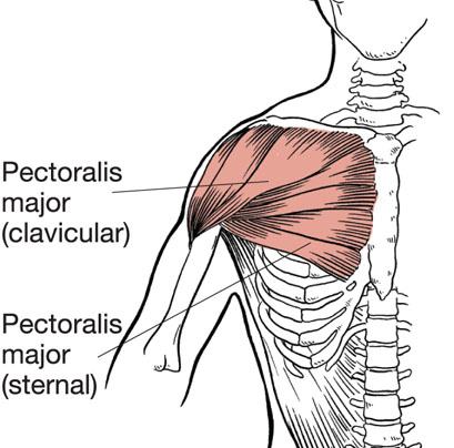 ChestMuscles2