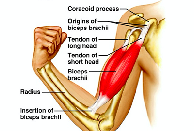 Biceps Tendon www.steelcitysportsdoc.com 