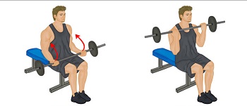 Seated Barbell Curl