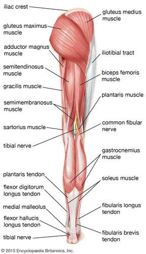 view leg hip muscles thigh