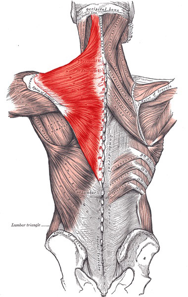 380px Trapezius Gray409