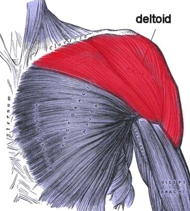 deltoid muscle elmevarzesh