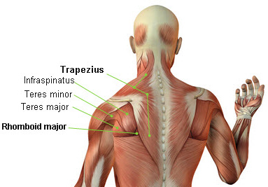 shoulder shrugs