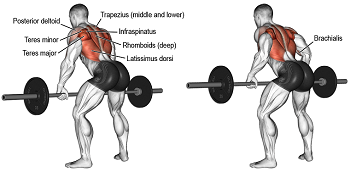 Bent Over Barbell Rows