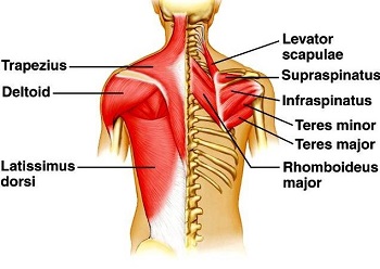 Superficial Back Muscles23