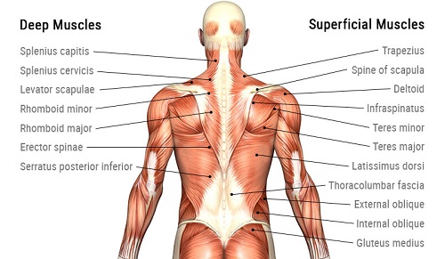 muscle anatomy back