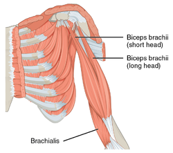 1120 Muscles that Move the Forearm Humerus Flex Sin