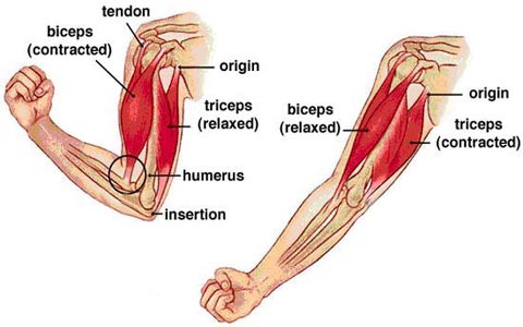 Arm muscles