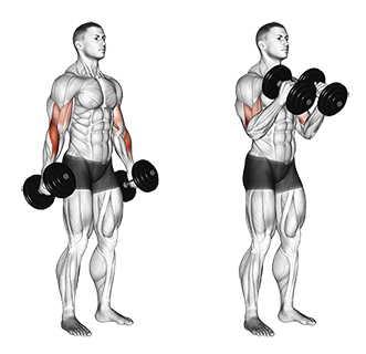 StandingDumbbellBicepsHammerCurls