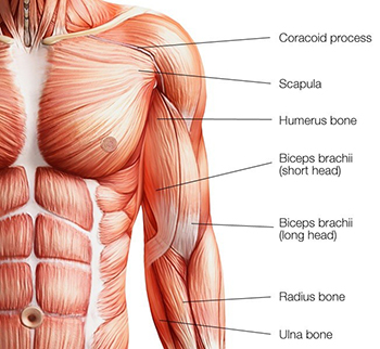 sci biceps diagram LG