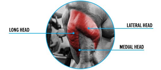 tri sets for bigger triceps 5c